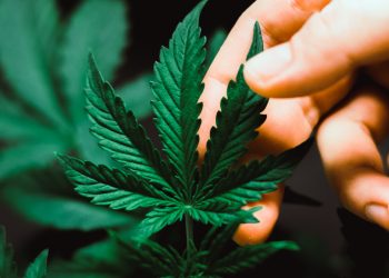 Drug Testing in the Minnesota Workplace & Medical Marijuana